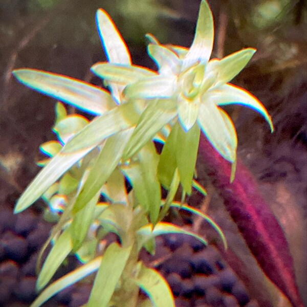 P55 Ludwigia Cuba - Eddie's Aquarium Centre | Aquarium Store