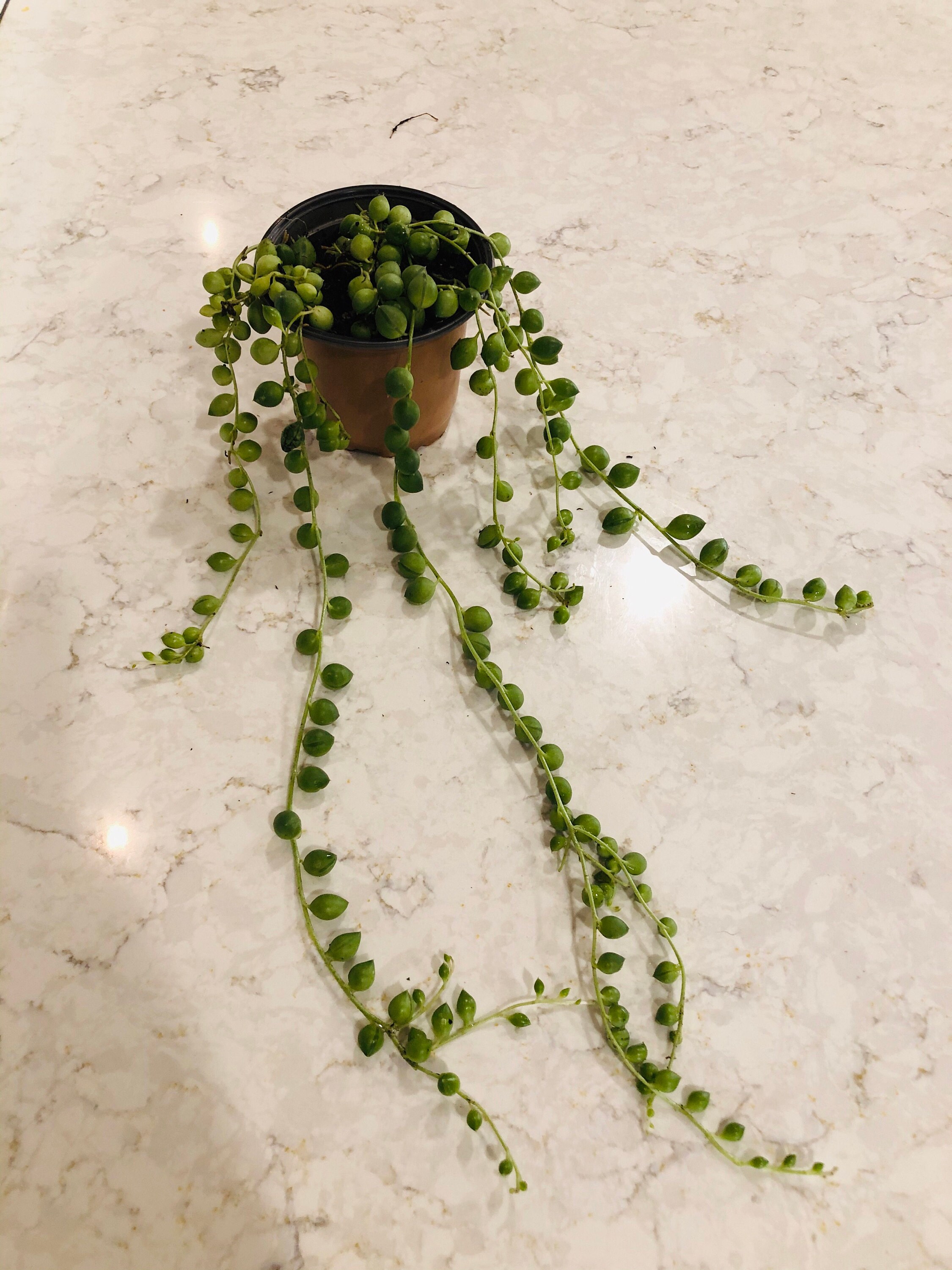 String of Pearls
