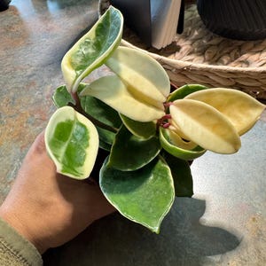 Steven added a photo of their purchase