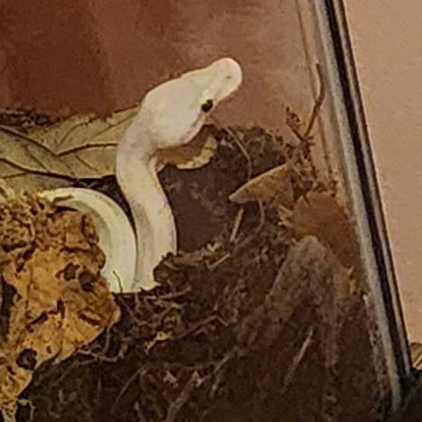 Hidez Hood TURQUIOSE SNAKE main image 1