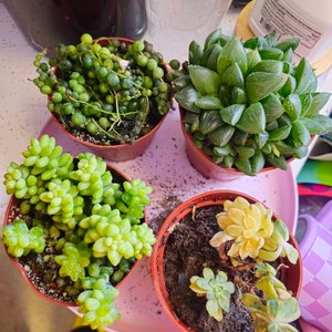 Linsey ha añadido una foto de su compra