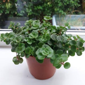 Adam ha añadido una foto de su compra