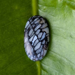 Amber hat ein Foto des gekauften Artikels hinzugefügt