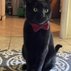 polka dot bow tie and suspenders