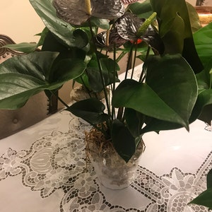 Yulduz ha añadido una foto de su compra