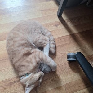 Queen added a photo of their purchase