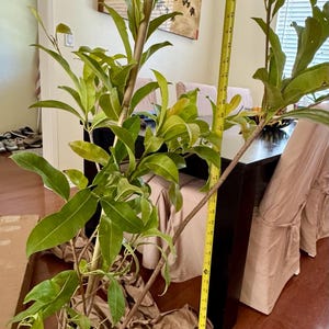 Christine added a photo of their purchase