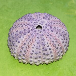 Sea Urchin, Colobocentrotus Atratus, Sea Urchin Shell