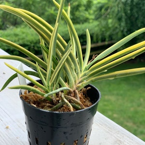 Phal. Tzu Chiang Chrisna Fragrant Smell Like Roses - Etsy