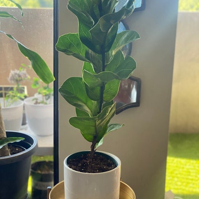 Fiddle Leaf Fig Live Ficus Lyrata Easy Care Trendy Indoor Plant - Etsy