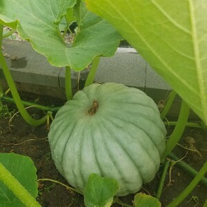 Kristin added a photo of their purchase