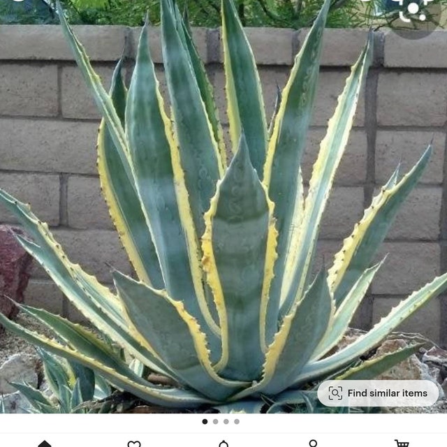 Zone 8 Plant, XL Agave Americana 'marginata' Variegated Century Plant, Agave,  Cactus, Succulent, Live Plant, Indoor, Outdoor. - Etsy