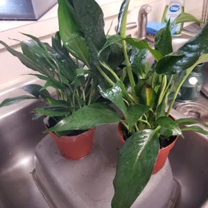 John added a photo of their purchase