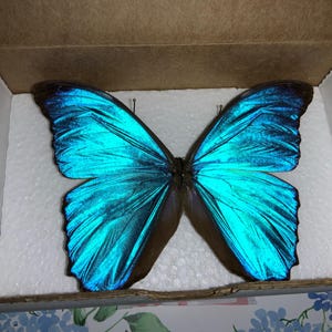 Morpho Menelaus Blue Butterfly French Guyana - Etsy