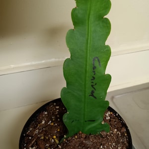Tony さんが購入した商品の写真を追加しました