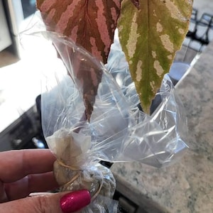 jewelz added a photo of their purchase