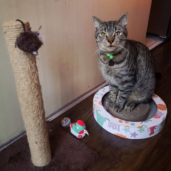 Plain Printable Paper Wristbands Custom Party Events Strap Festivals