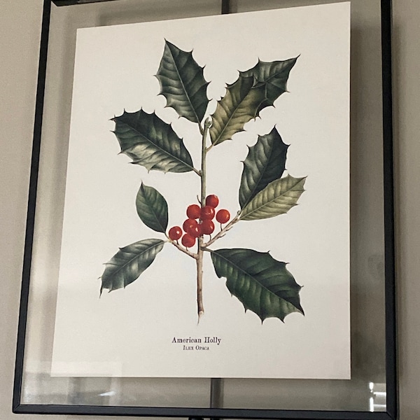 Holly Plant Christmas Botanical Print - Holiday Wall Art - INCLUDES ...
