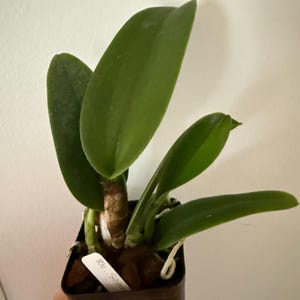 Xaymara added a photo of their purchase