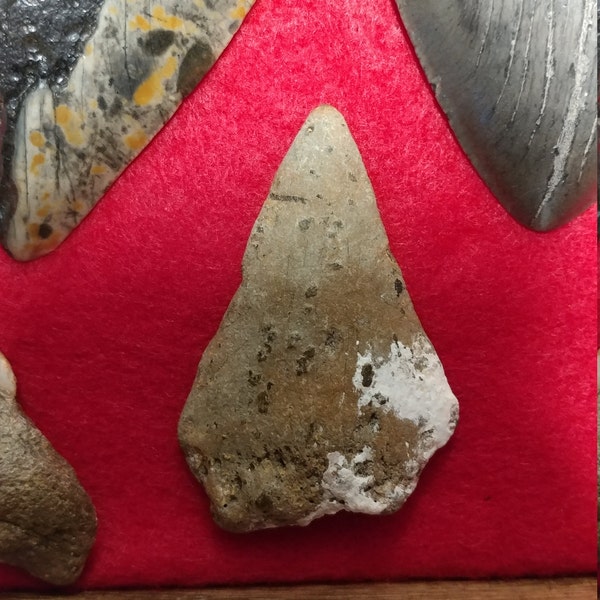 1 Large Authentic / Real / Extinct /fossilized Mysticeti Rib Bone With ...