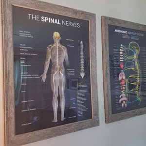 Autonomic Nervous System Chart - Etsy