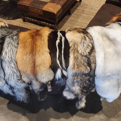 thumbnail image 2 of Tanned Coyote Tail – #2 Grade, For Fur Crafting & Trapping (USA Made) 2 of 5