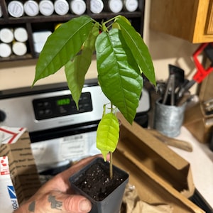 Joseph added a photo of their purchase