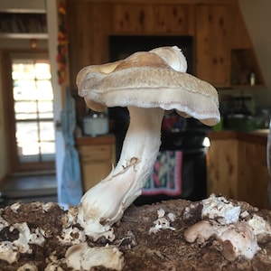 Brittany added a photo of their purchase