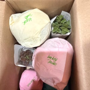 Stephanie added a photo of their purchase