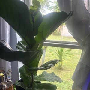 Ruth added a photo of their purchase