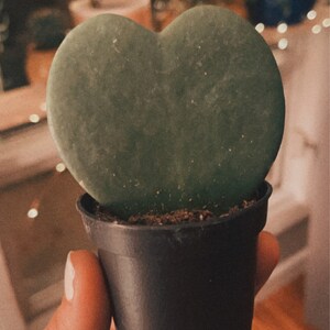 Hayley added a photo of their purchase