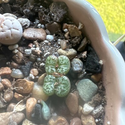 Lithops fulviceps var aurea - living stone - mesembs - C363 seeds