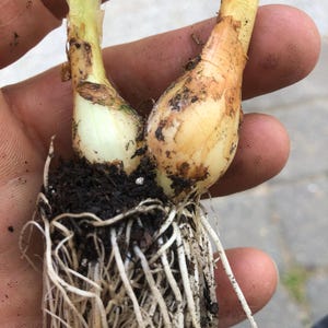 Jon ha añadido una foto de su compra