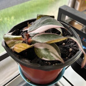 Philodendron Black Cherry Pink Princess 4” Pot (ALL STARTER PLANTS