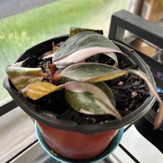 Philodendron Black Cherry Pink Princess 4” Pot (ALL STARTER PLANTS