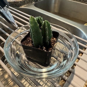 Jalissa added a photo of their purchase