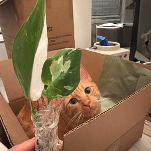 Guadalupe added a photo of their purchase