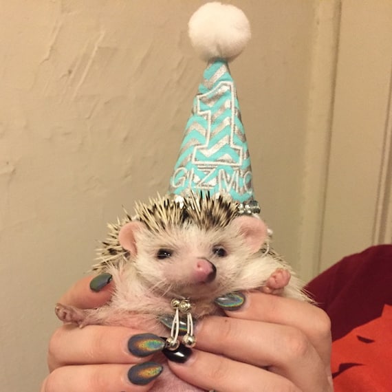 Customer photo of a pet with the First Birthday hat and matching tie