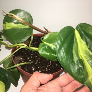 Lacey added a photo of their purchase