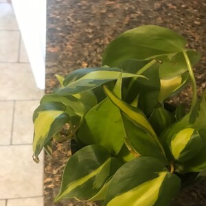 Sabrina taylor added a photo of their purchase