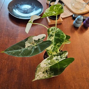triiiangle added a photo of their purchase