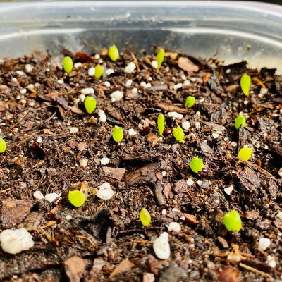 25 Astrophytum Seeds Unique Mix, Astrophytum Asterias, Astrophytum ...