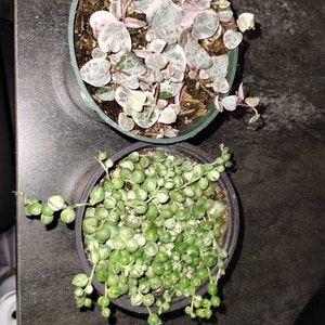 Luz added a photo of their purchase
