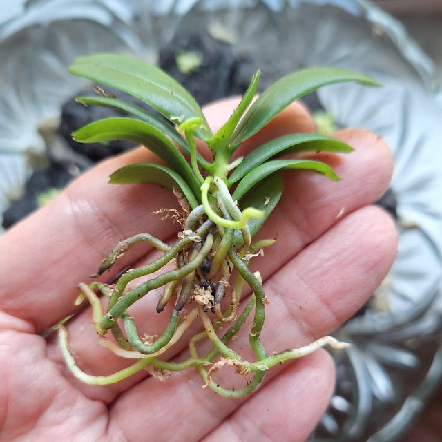 Mounted Orchid - Haraella Retrocalla - Miniature Orchid Plant