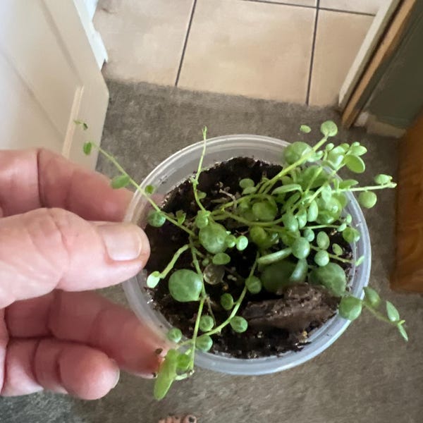 Vining Turtle String of Turtles Vining Starter Plant **(ALL Starter Plants Require ...
