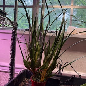 Carla added a photo of their purchase