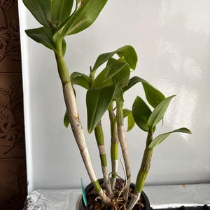 Angela added a photo of their purchase