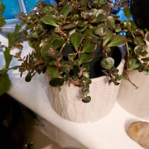 Melanie ha añadido una foto de su compra