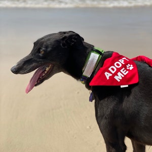 Adopt Me Bandana Foster Dog Rescue Dogs ... - Australia