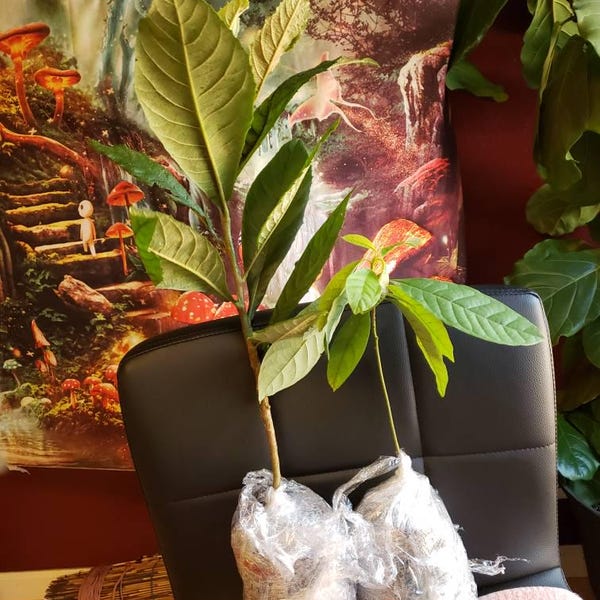 Japanese Loquat (eriobotrya Japonica) Live Fruit Tree 10 to 18 Inches ...